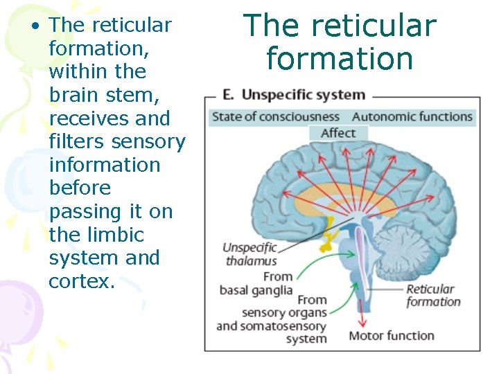  • The reticular formation, within the brain stem, receives and filters sensory information