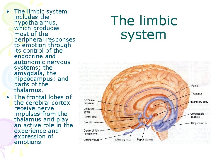  • The limbic system includes the hypothalamus, which produces most of the peripheral