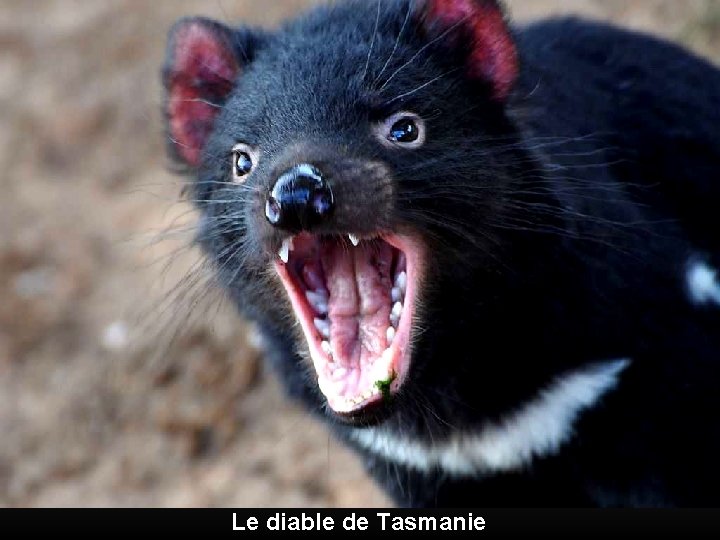 Le diable de Tasmanie 