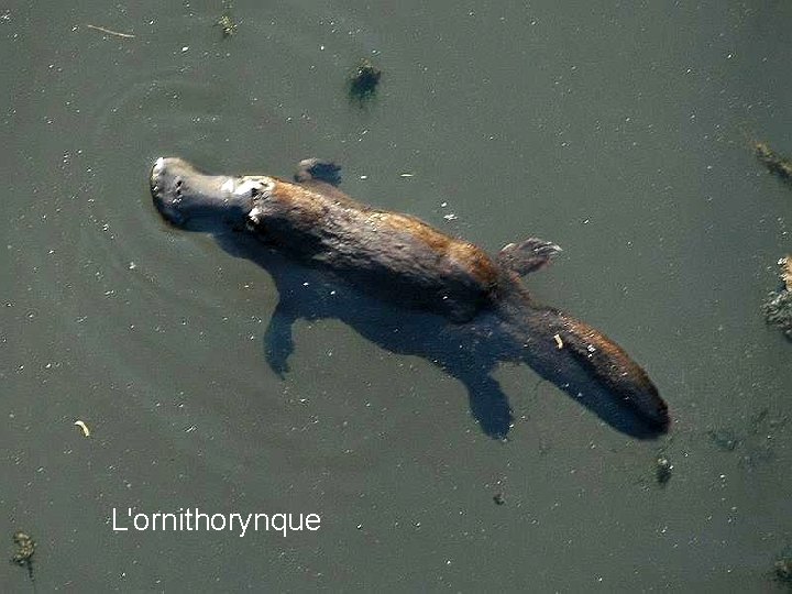 L'ornithorynque 