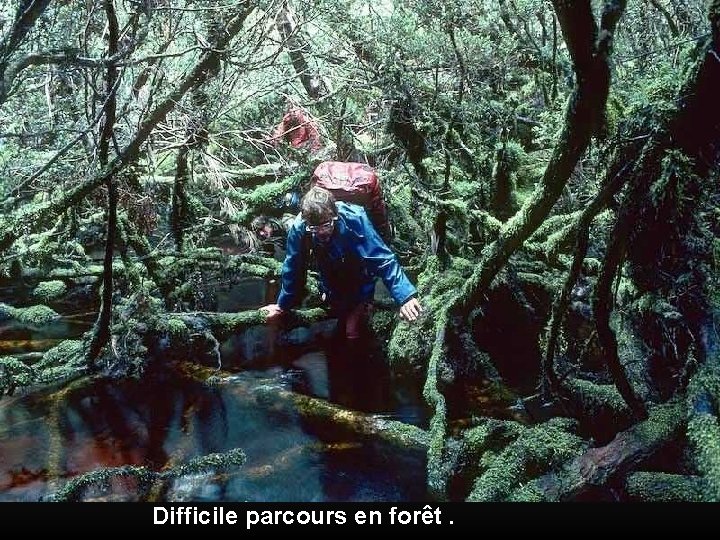 Difficile parcours en forêt. 