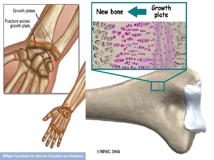 General Muscle Bone Articulation Anatomy COACH RYAN Skeletal Biology Diagrams