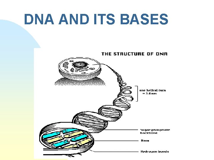 DNA AND ITS BASES 