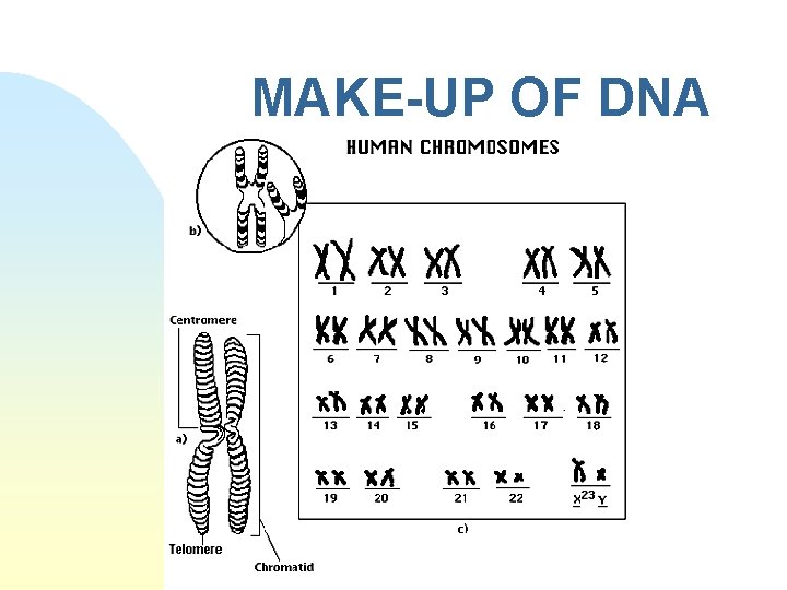 MAKE-UP OF DNA 