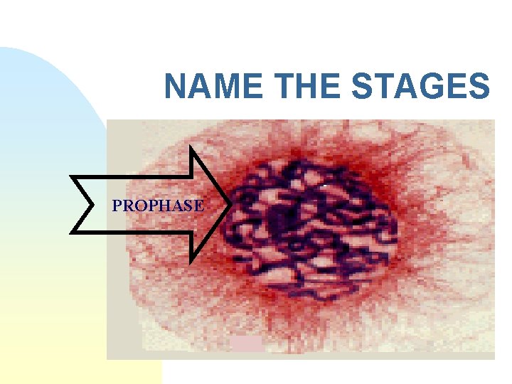 NAME THE STAGES PROPHASE 