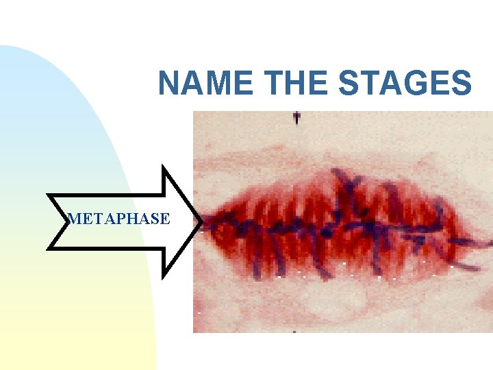 NAME THE STAGES METAPHASE 