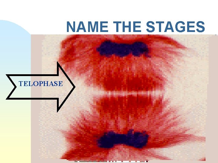 NAME THE STAGES TELOPHASE 