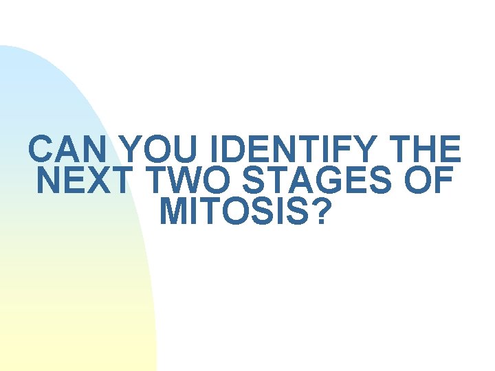 CAN YOU IDENTIFY THE NEXT TWO STAGES OF MITOSIS? 
