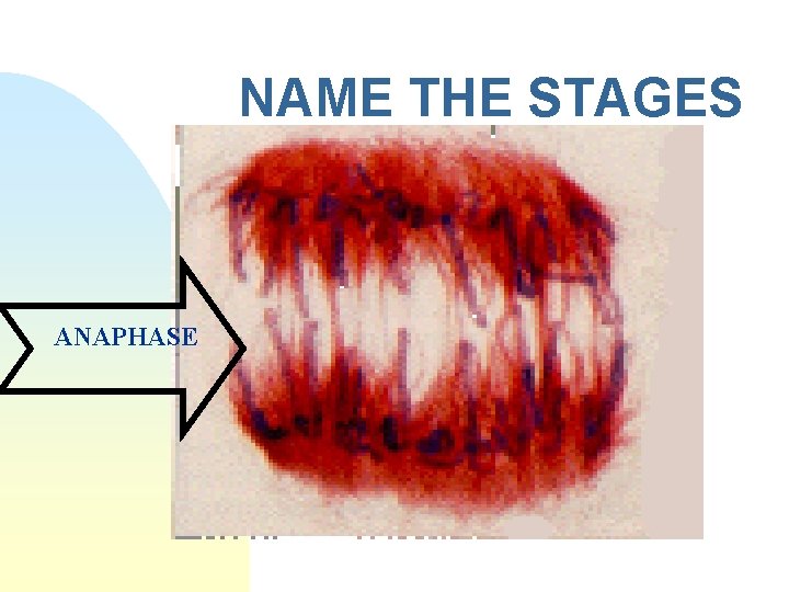 NAME THE STAGES ANAPHASE 