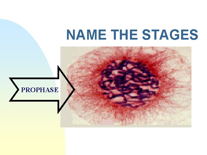 NAME THE STAGES PROPHASE 