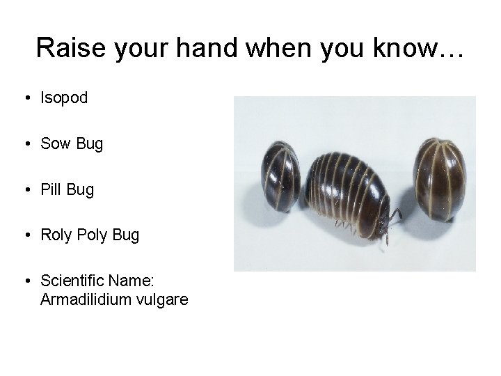 Raise your hand when you know… • Isopod • Sow Bug • Pill Bug Raise your hand when you know… • Isopod • Sow Bug • Pill Bug