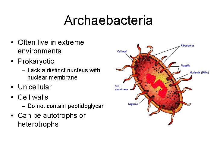 Archaebacteria • Often live in extreme environments • Prokaryotic – Lack a distinct nucleus Archaebacteria • Often live in extreme environments • Prokaryotic – Lack a distinct nucleus