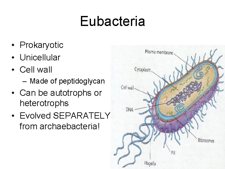 Eubacteria • Prokaryotic • Unicellular • Cell wall – Made of peptidoglycan • Can Eubacteria • Prokaryotic • Unicellular • Cell wall – Made of peptidoglycan • Can