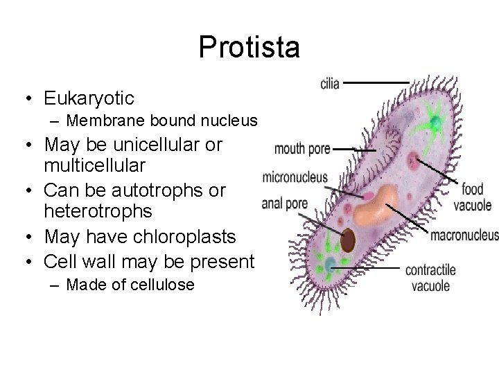 Protista • Eukaryotic – Membrane bound nucleus • May be unicellular or multicellular • Protista • Eukaryotic – Membrane bound nucleus • May be unicellular or multicellular •