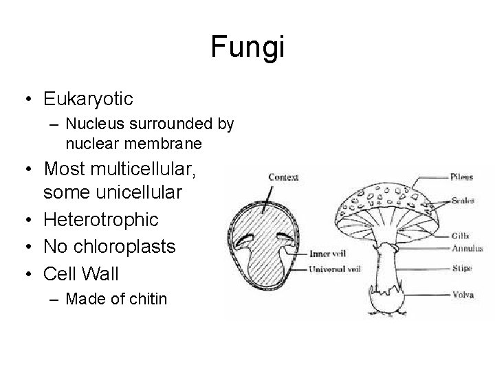 Fungi • Eukaryotic – Nucleus surrounded by nuclear membrane • Most multicellular, some unicellular Fungi • Eukaryotic – Nucleus surrounded by nuclear membrane • Most multicellular, some unicellular