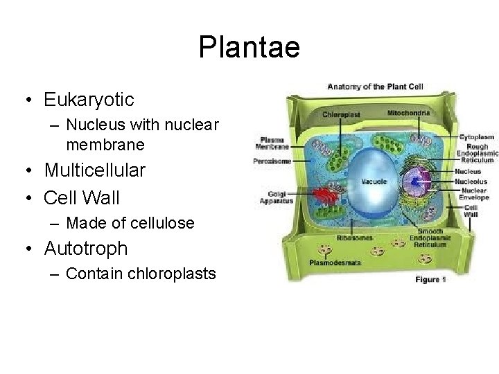 Plantae • Eukaryotic – Nucleus with nuclear membrane • Multicellular • Cell Wall – Plantae • Eukaryotic – Nucleus with nuclear membrane • Multicellular • Cell Wall –