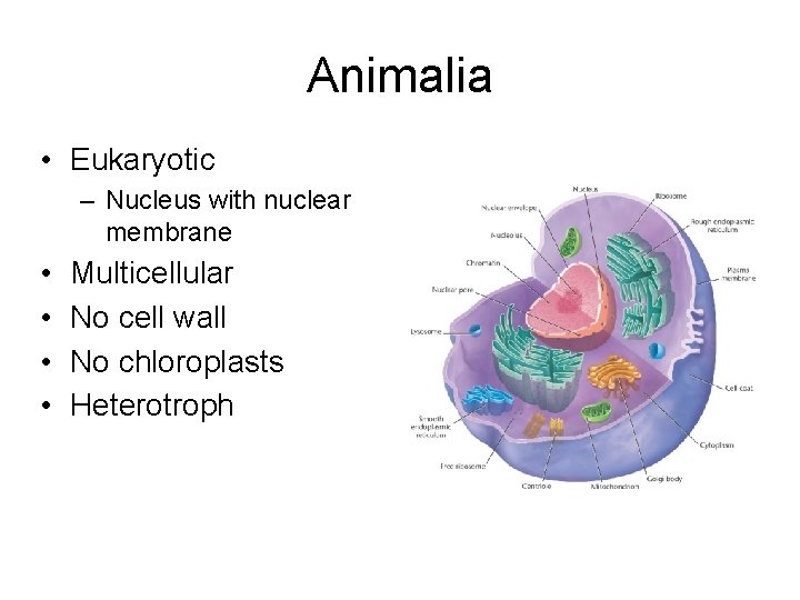 Animalia • Eukaryotic – Nucleus with nuclear membrane • • Multicellular No cell wall Animalia • Eukaryotic – Nucleus with nuclear membrane • • Multicellular No cell wall