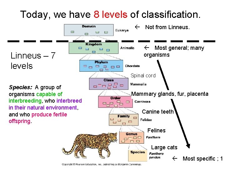 Today, we have 8 levels of classification. Linneus – 7 levels Not from Linneus. Today, we have 8 levels of classification. Linneus – 7 levels Not from Linneus.