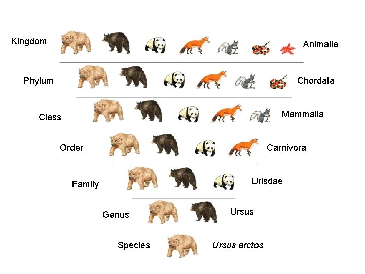 Kingdom Animalia Phylum Chordata Mammalia Class Order Carnivora Urisdae Family Genus Species Ursus arctos Kingdom Animalia Phylum Chordata Mammalia Class Order Carnivora Urisdae Family Genus Species Ursus arctos