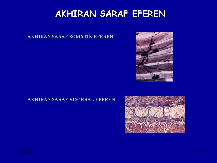 AKHIRAN SARAF EFEREN AKHIRAN SARAF SOMATIK EFEREN AKHIRAN SARAF VISCERAL EFEREN 8/21/04 18 