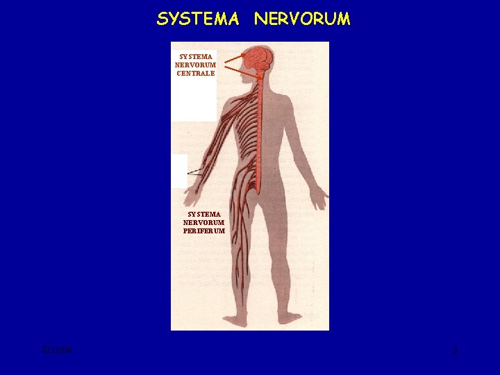 SYSTEMA NERVORUM CENTRALE SYSTEMA NERVORUM PERIFERUM 8/21/04 2 