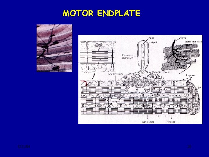 MOTOR ENDPLATEMOTOR 8/21/04 20 