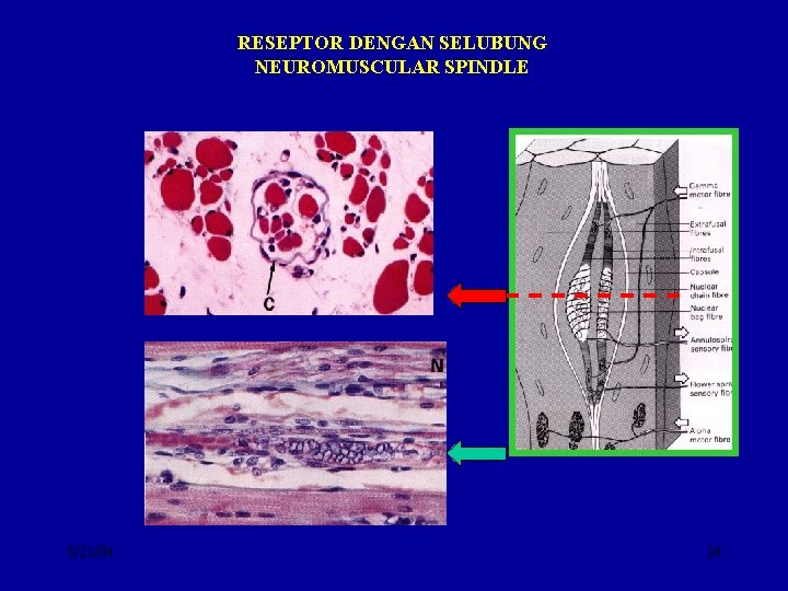 RESEPTOR DENGAN SELUBUNG NEUROMUSCULAR SPINDLE 8/21/04 24 