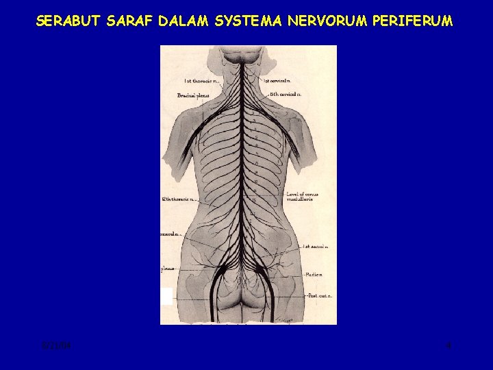 SERABUT SARAF DALAM SYSTEMA NERVORUM PERIFERUM 8/21/04 4 