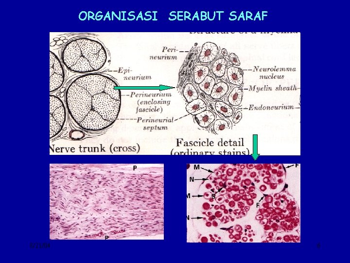 ORGANISASI SERABUT SARAF 8/21/04 6 