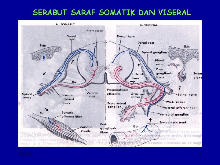 SERABUT SARAF SOMATIK DAN VISERAL 8/21/04 8 