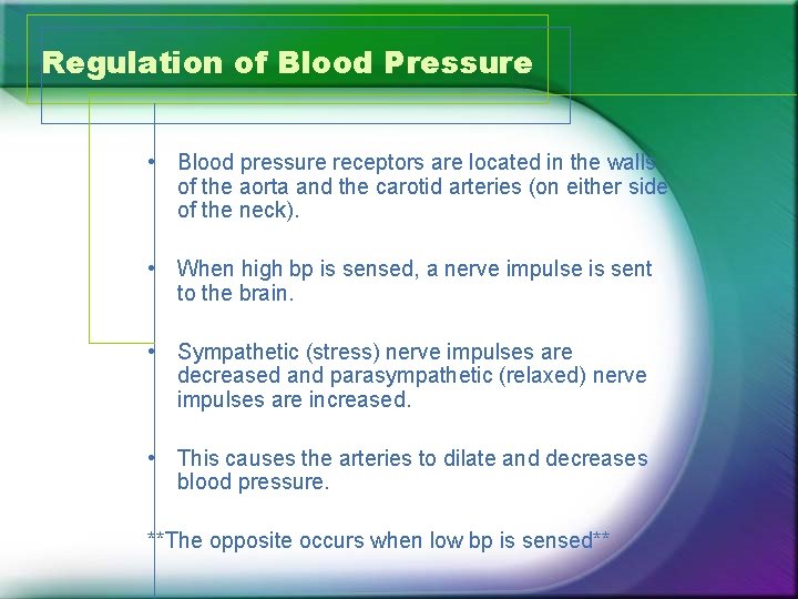Regulation of Blood Pressure • Blood pressure receptors are located in the walls of
