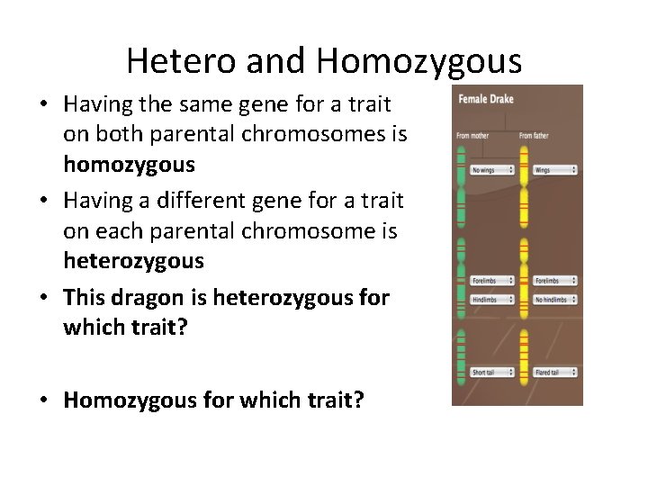 Hetero and Homozygous • Having the same gene for a trait on both parental