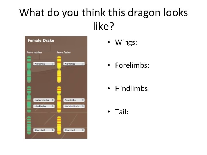 What do you think this dragon looks like? • Wings: • Forelimbs: • Hindlimbs: