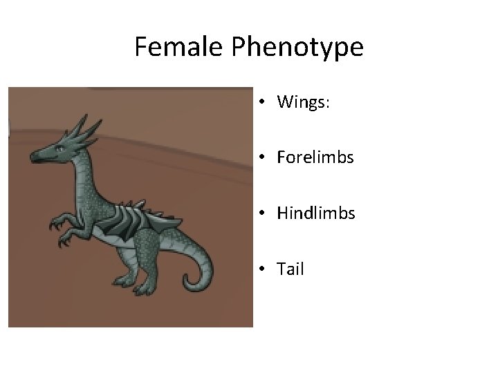 Female Phenotype • Wings: • Forelimbs • Hindlimbs • Tail 