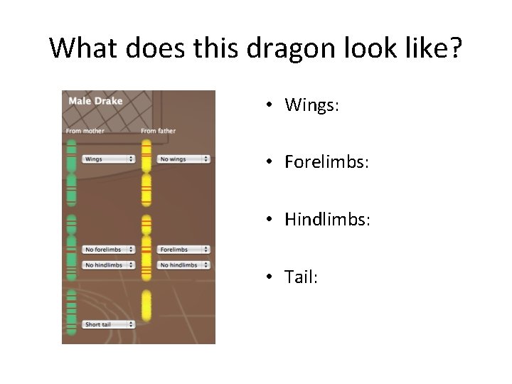 What does this dragon look like? • Wings: • Forelimbs: • Hindlimbs: • Tail: