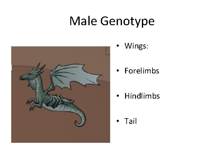 Male Genotype • Wings: • Forelimbs • Hindlimbs • Tail 