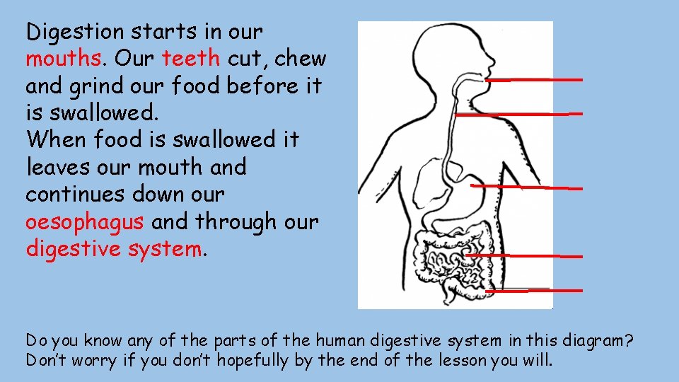Digestion starts in our mouths. Our teeth cut, chew and grind our food before