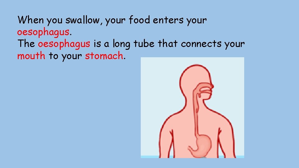 When you swallow, your food enters your oesophagus. The oesophagus is a long tube