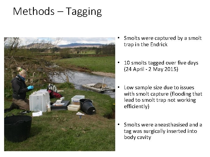 Methods – Tagging • Smolts were captured by a smolt trap in the Endrick