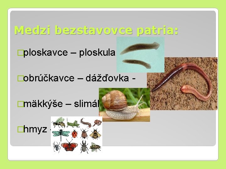 Medzi bezstavovce patria: �ploskavce – ploskula - �obrúčkavce �mäkkýše �hmyz - – dážďovka -