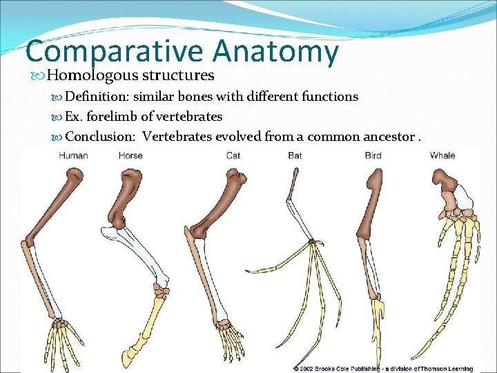 Comparative Anatomy Homologous structures Definition: similar bones with different functions Ex. forelimb of vertebrates
