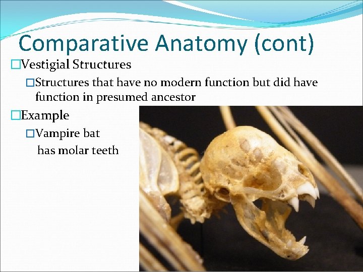 Comparative Anatomy (cont) �Vestigial Structures �Structures that have no modern function but did have