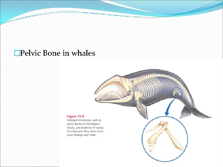 �Pelvic Bone in whales 