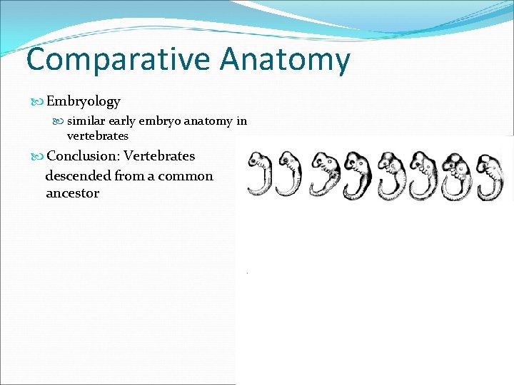 Comparative Anatomy Embryology similar early embryo anatomy in vertebrates Conclusion: Vertebrates descended from a