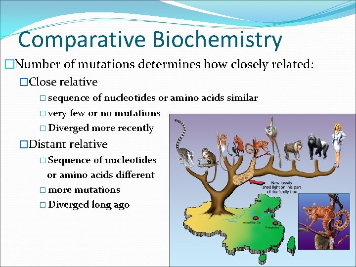 Comparative Biochemistry �Number of mutations determines how closely related: �Close relative � sequence of