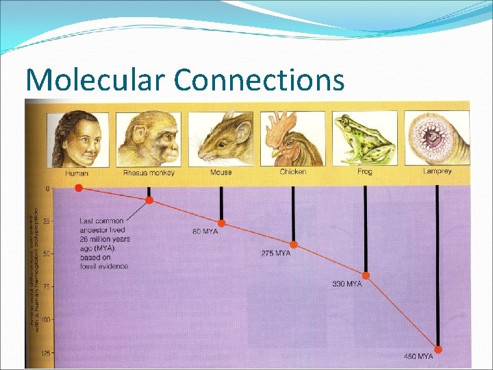 Molecular Connections 