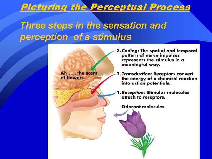 Picturing the Perceptual Process Three steps in the sensation and perception of a stimulus