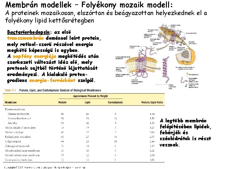 Membrán modellek – Folyékony mozaik modell: A proteinek mozaikosan, elszórtan és beágyazottan helyezkednek el