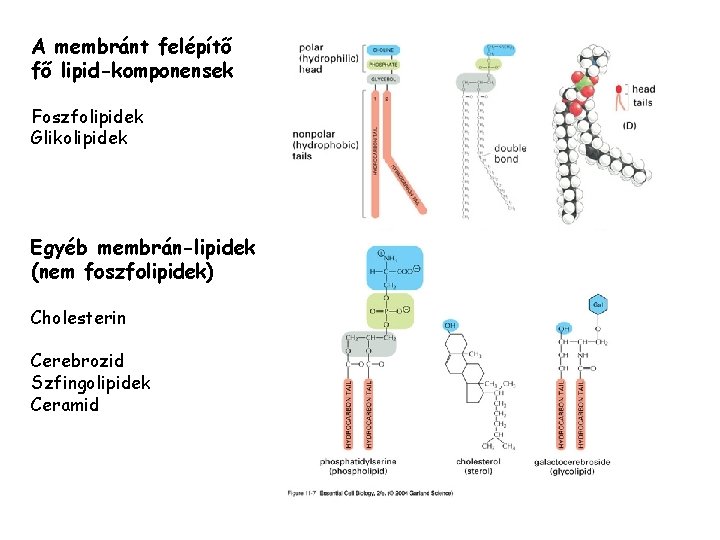 A membránt felépítő fő lipid-komponensek Foszfolipidek Glikolipidek Egyéb membrán-lipidek (nem foszfolipidek) Cholesterin Cerebrozid Szfingolipidek