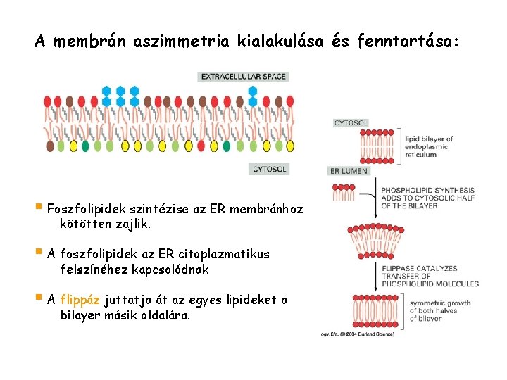 A membrán aszimmetria kialakulása és fenntartása: § Foszfolipidek szintézise az ER membránhoz kötötten zajlik.